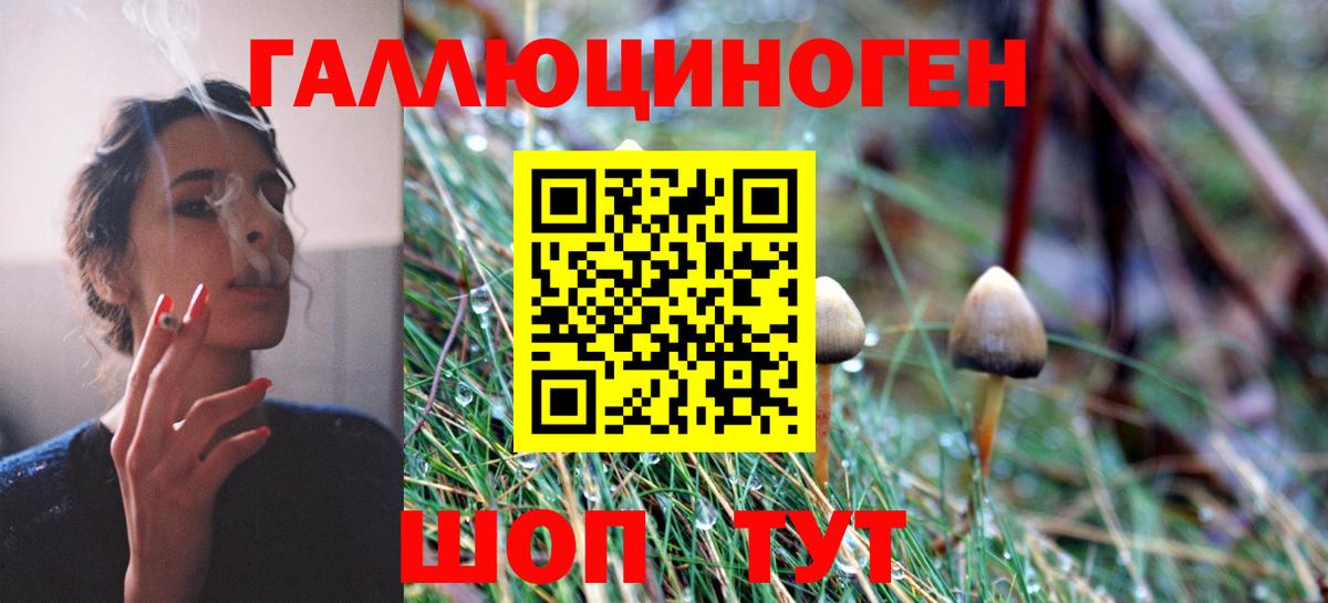 Псилоцибиновые грибы Psilocybine cubensis Чусовой